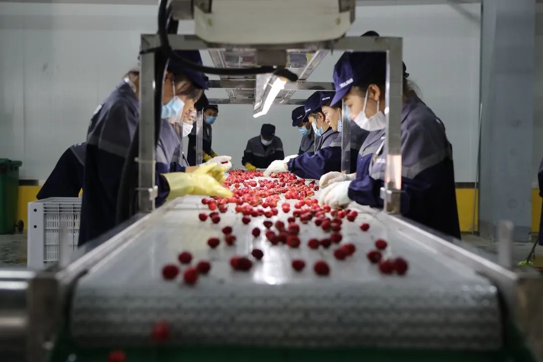 空运大连樱桃现摘,15吨大樱桃从青岛到广州怎么运输