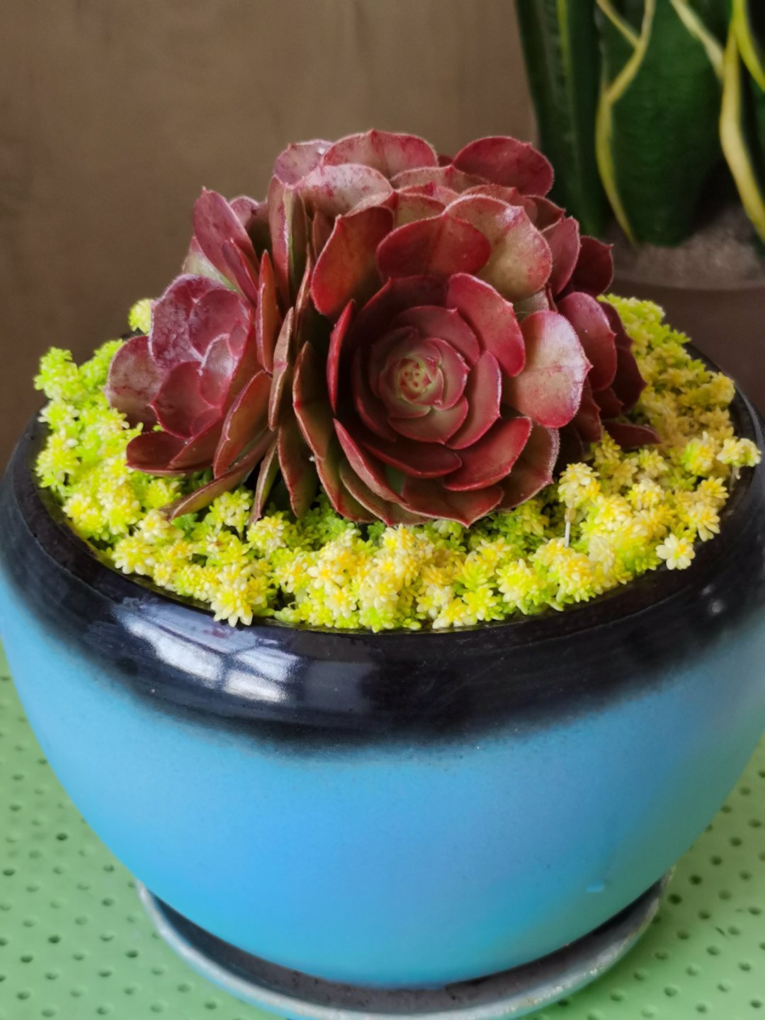 多肉法师梅花朵朵缀化,多肉万圣节法师怎样才能缀化