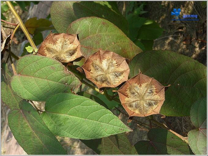 中药材墨旱莲,昂天莲可以治风湿吗