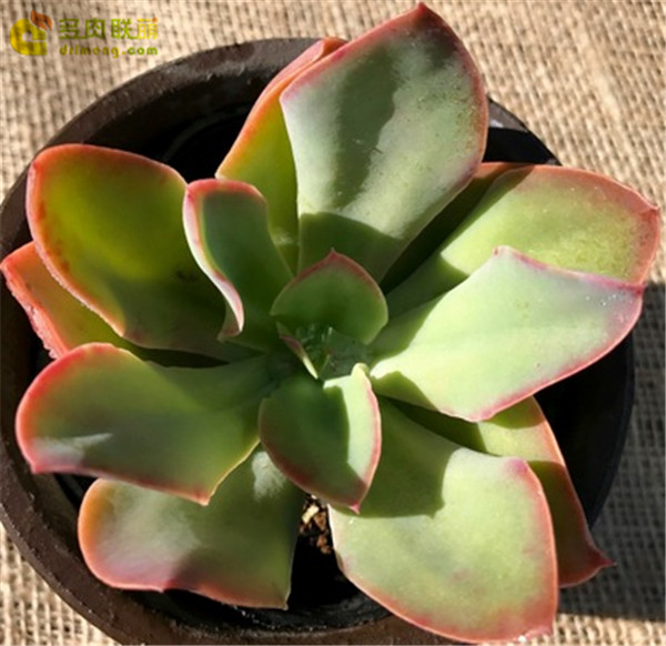 容易爆盆的玫瑰多肉,容易过冬过夏的多肉