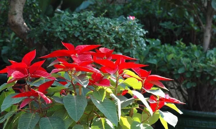 25种常见有毒的花草树木,警惕50种有毒植物