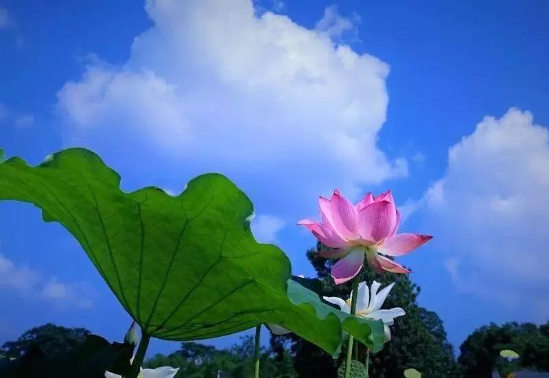 李子柒令人向往的世外桃源生活,李子柒记录的简单淳朴的田园生活