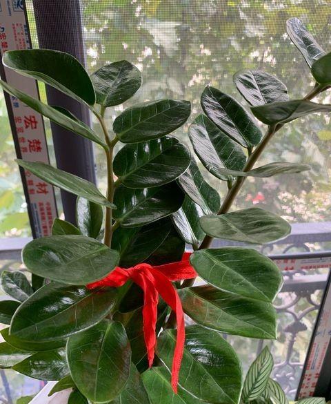 金钱树不好养,金钱树翻盆小土豆可以拔掉吗