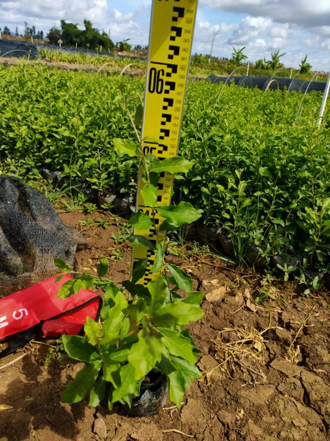 花园庭院设计花卉园艺,花园搭配的草类植物