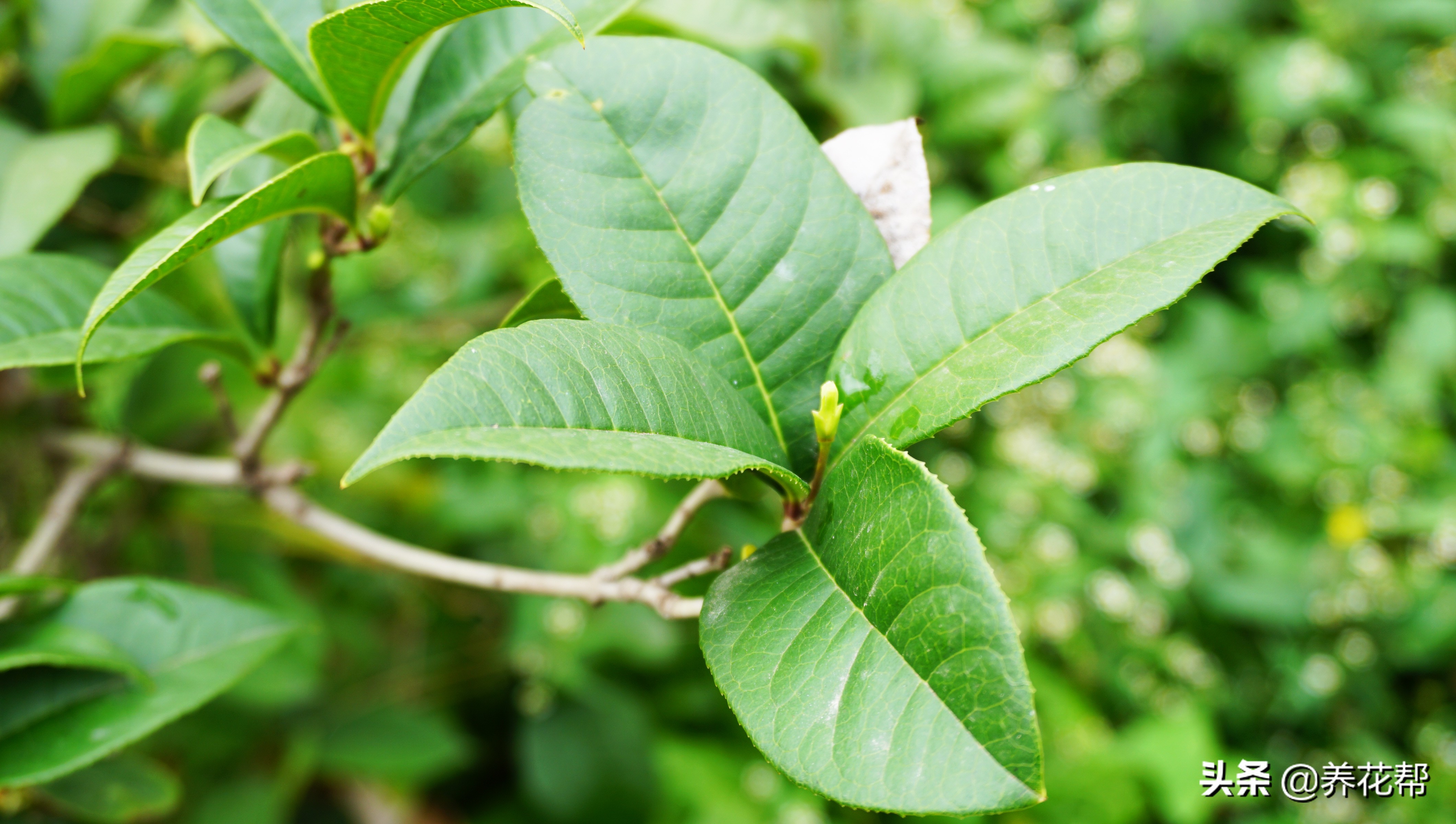 地栽桂花树叶落完了能活不,移栽桂花盆景枯叶掉落怎么办