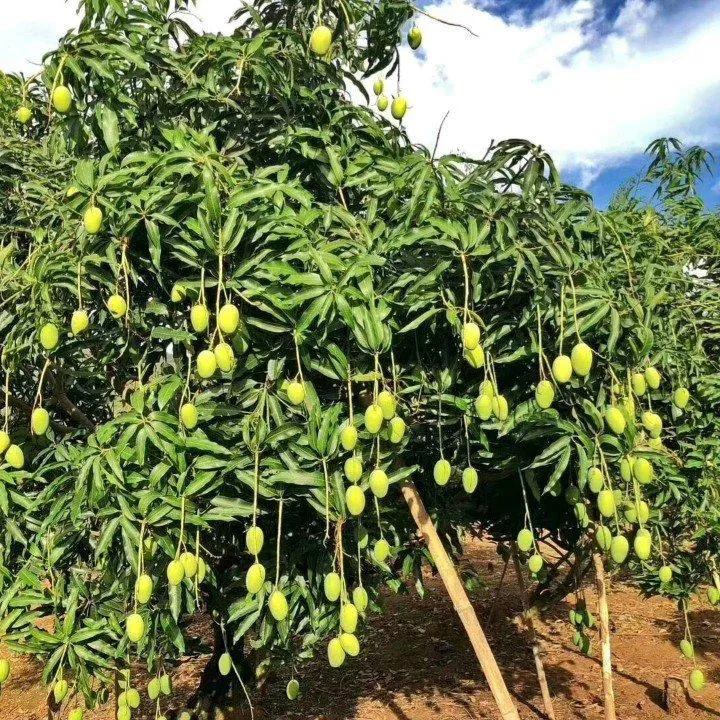 芒果种植技术环境温度,芒果种植技术与管理教程