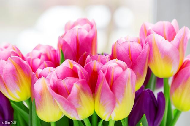 日久见人心患难见真情出处,日久见人心患难见真情什么意思