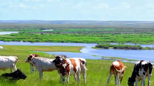 突然想去新疆旅游,突然好想去呼伦贝尔