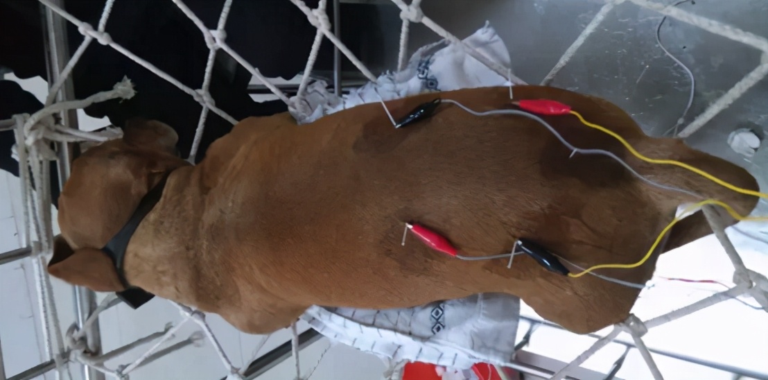 那些年我曾经养过的小狗,那些年我曾经养过的狗