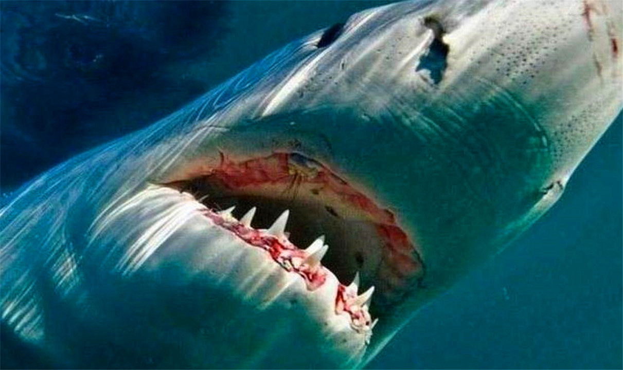 活到156岁才能繁衍后代，眼睛被寄生虫吞噬，啥也看不见