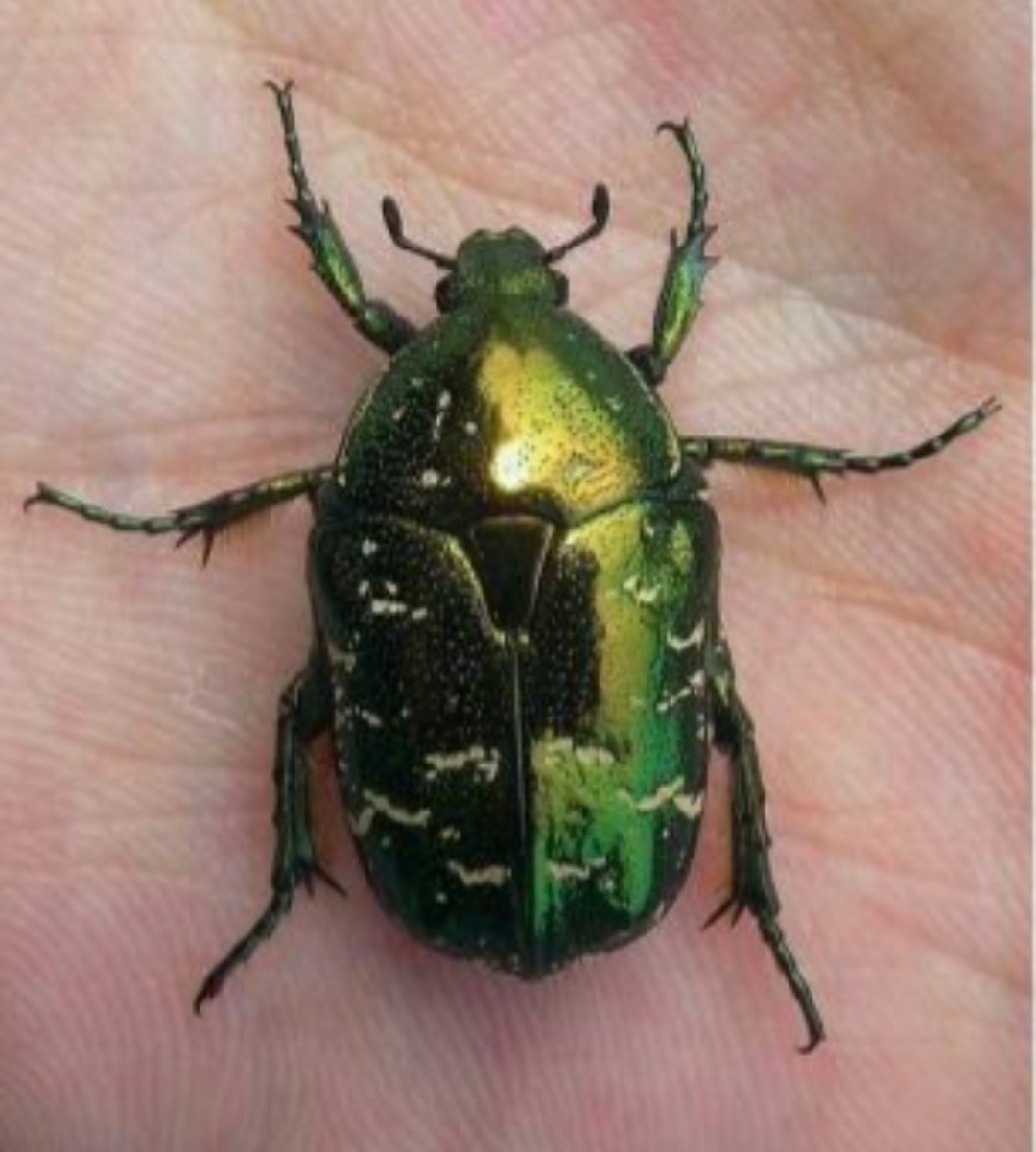 童年记忆里的小虫子,儿时的记忆夏天的风