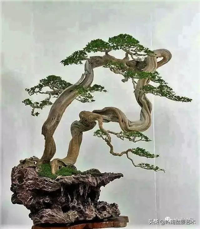 鎮礀缁濆閫㈢敓,鎮礀鐩嗘櫙澶у叏