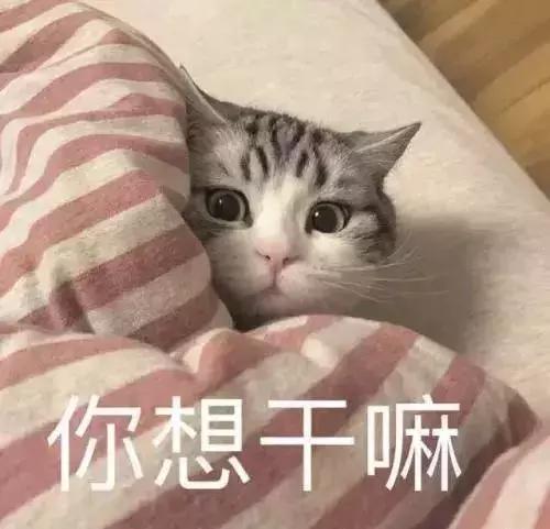 猫咪发情那些事，发情的猫咪都有什么表现呢？