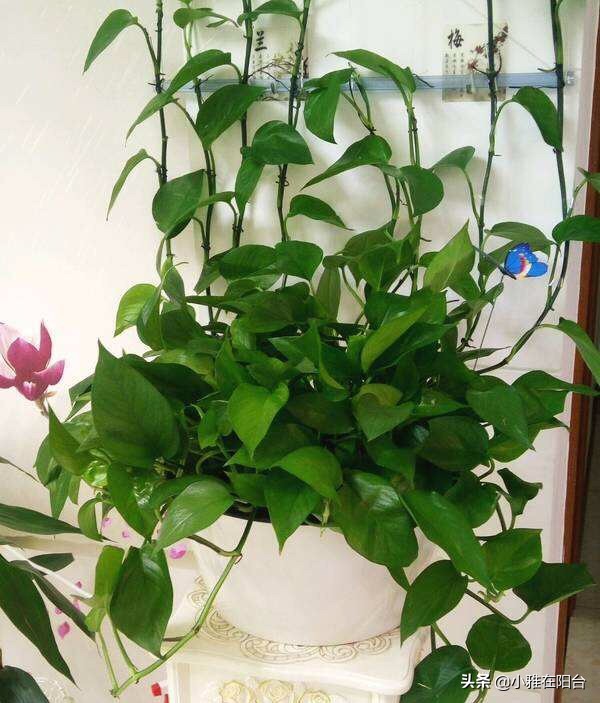 绿萝叶片发黑，喷一点这，30天绿回来，叶片多又大、油绿发亮！