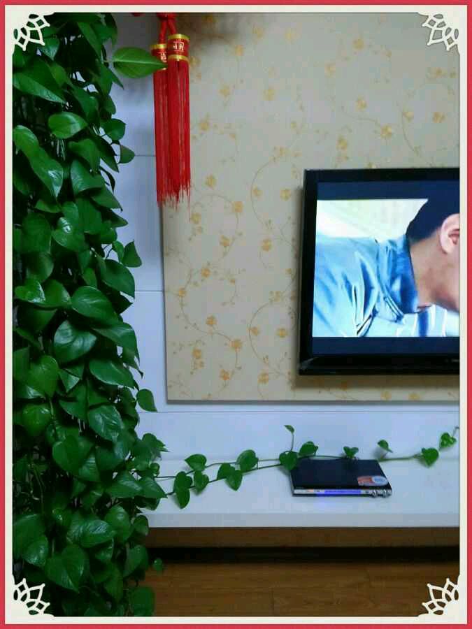 看到别人养的绿萝很漂亮,绿萝养得好也很漂亮