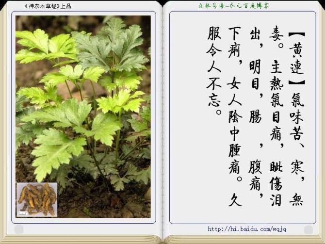 本草纲目中药讲解视频,本草纲目中药图谱及药理讲解