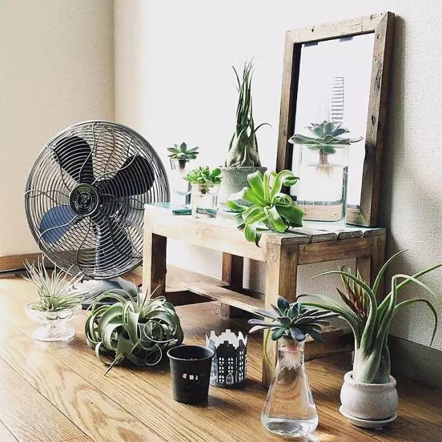 她用这种高颜值的干花装饰家里,隔壁邻居都惊叹不已