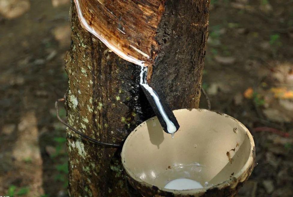 乳胶枕该怎样正确选择,让你了解更多乳胶枕知识