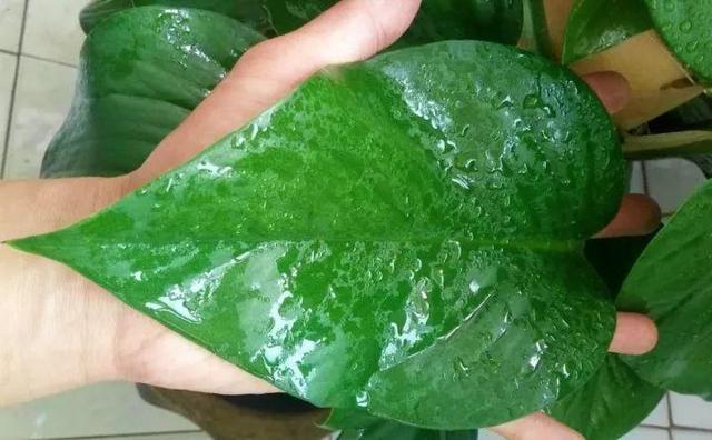 给绿萝施肥放几粒,一盆绿萝一次喂多少复合肥