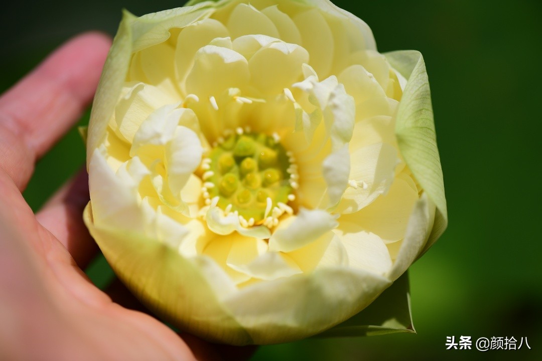 碗莲种藕生长到开花全过程,碗莲种植方法和时间图片