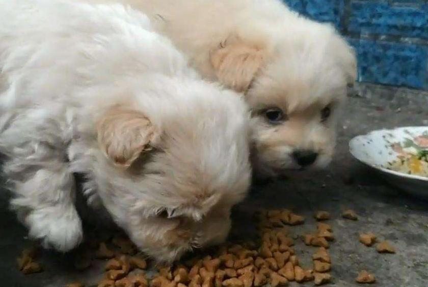 狗狗价格贵有什么区别,狗狗800元与8000元的差别