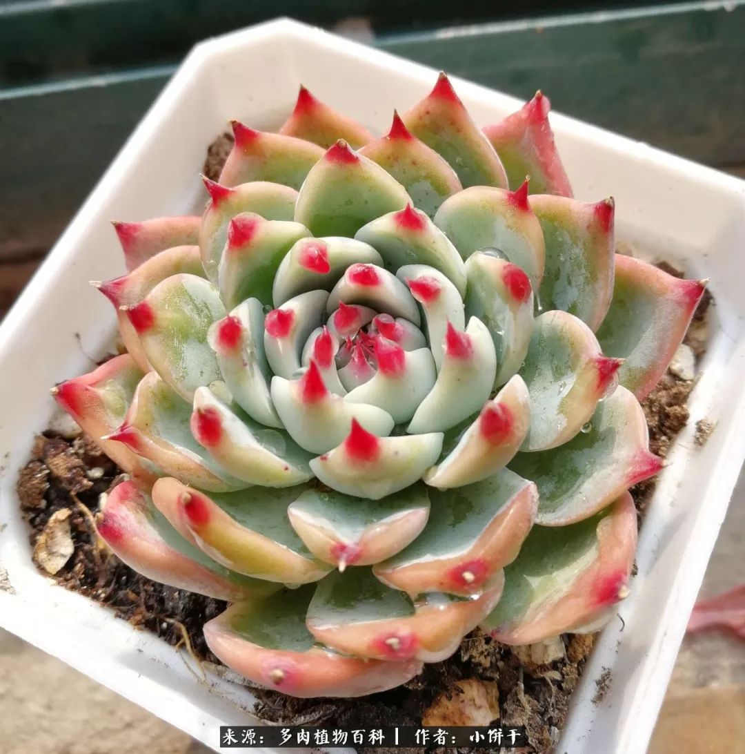 无肉不欢的肉瘾少女，日日沉迷于美色无法自拔！