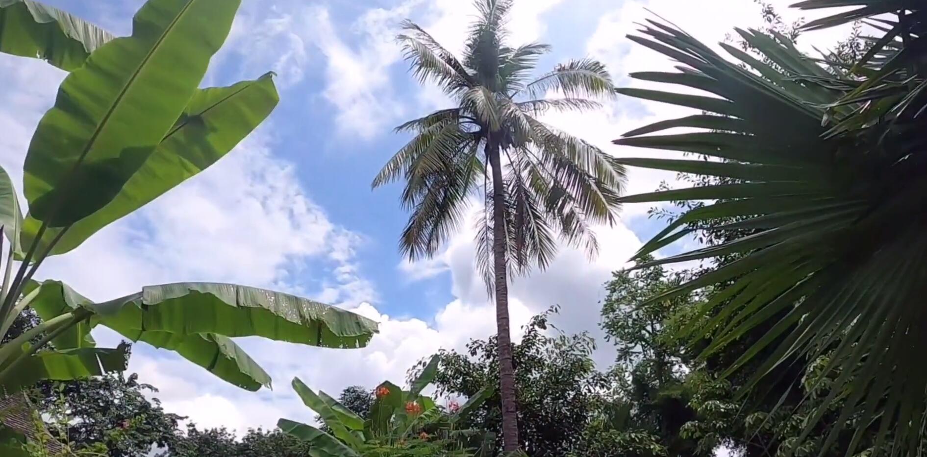 西双版纳热带雨林导游,西双版纳热带雨林谷导游