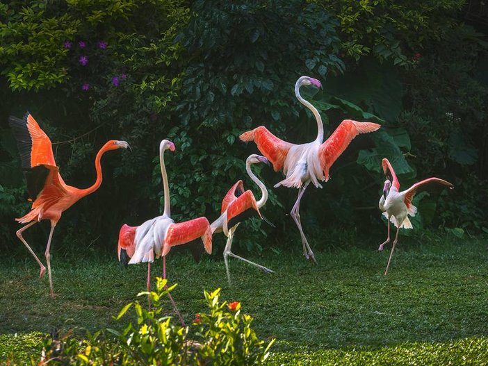 长隆飞鸟乐园湿地精灵,长隆飞鸟公园一日游攻略