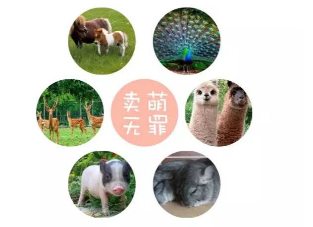 青岛萌宠乐园,青岛儿童温泉乐园