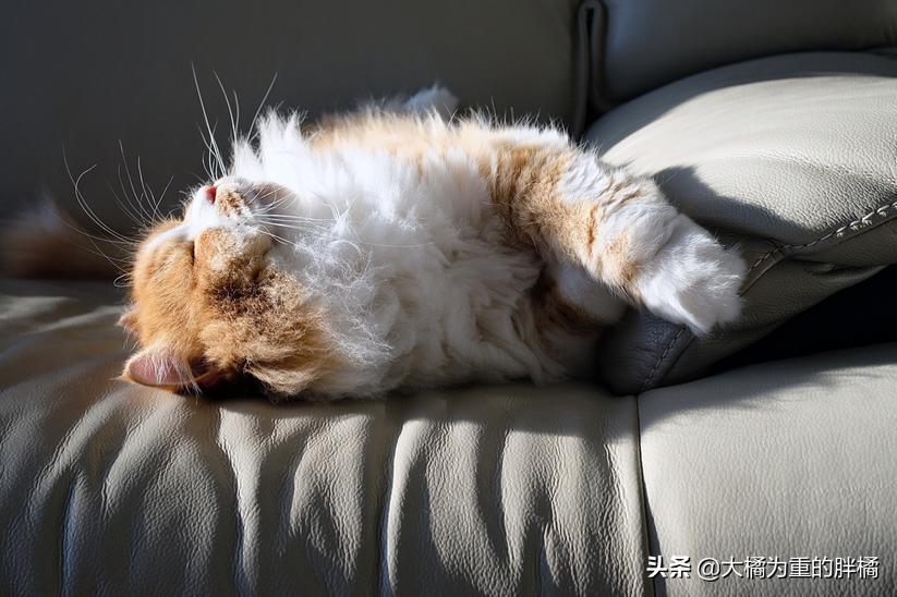 猫咪什么表现是中暑,猫咪轻微中暑怎么救