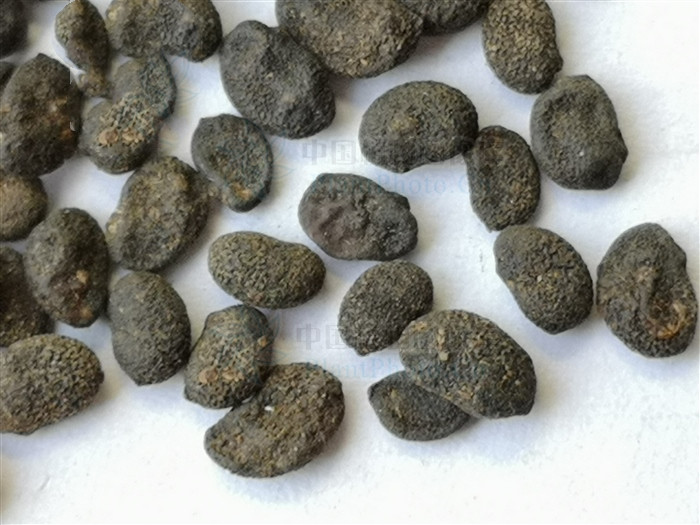 补骨脂治疗白癜风外用方法,补骨脂治白癜风是熬水还是磨粉