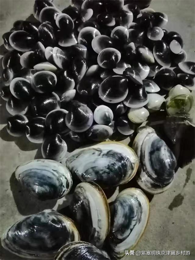 人间六月天，来海岛许一场似水流年——唐山乐亭韩姐农家院