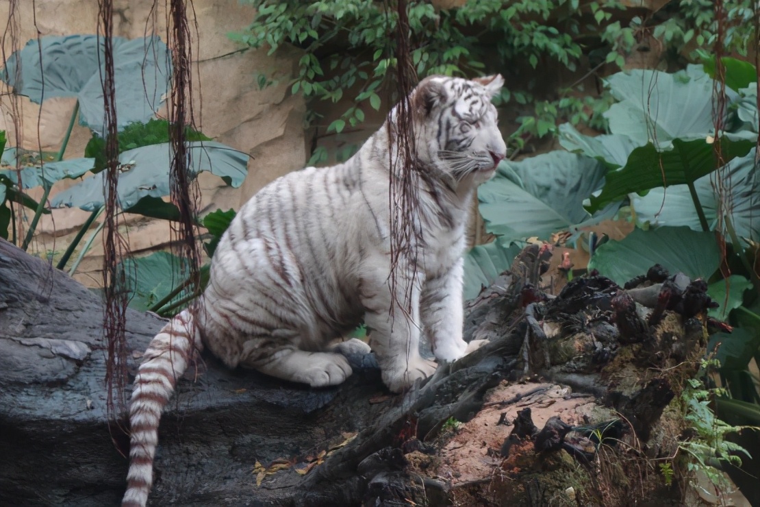 广州长隆野生动物园门票大熊猫,广州长隆野生动物园攻略熊猫