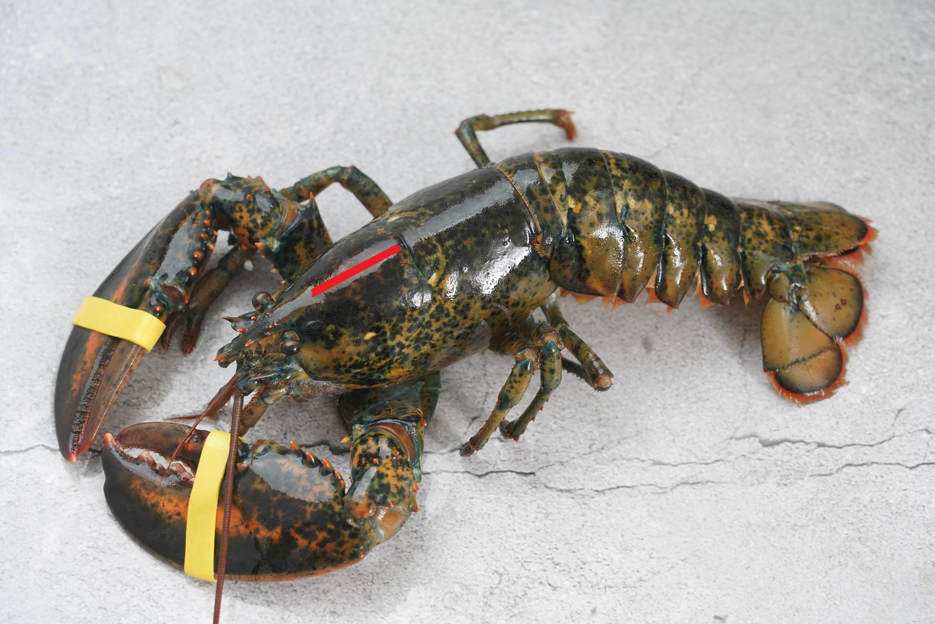 蒜蓉芝士焗龙虾的做法窍门视频,蒜蓉蒸波士顿龙虾的做法大全