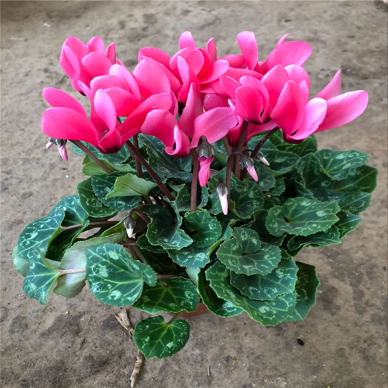 人养花花,人养花花养人哪些花养人