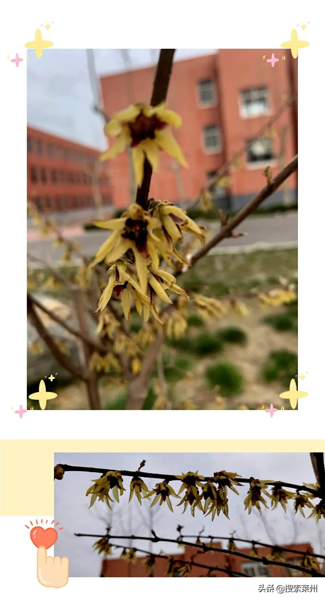 春满校园春暖花开,沙河镇中心小学校园