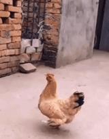 搞笑民间篮球gif,少林足球搞笑gif图片