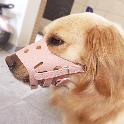 比较适合老年人养的宠物,陪伴老人养什么宠物比较适合