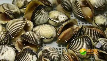 舟山4月份海鲜攻略,舟山海鲜代加工攻略