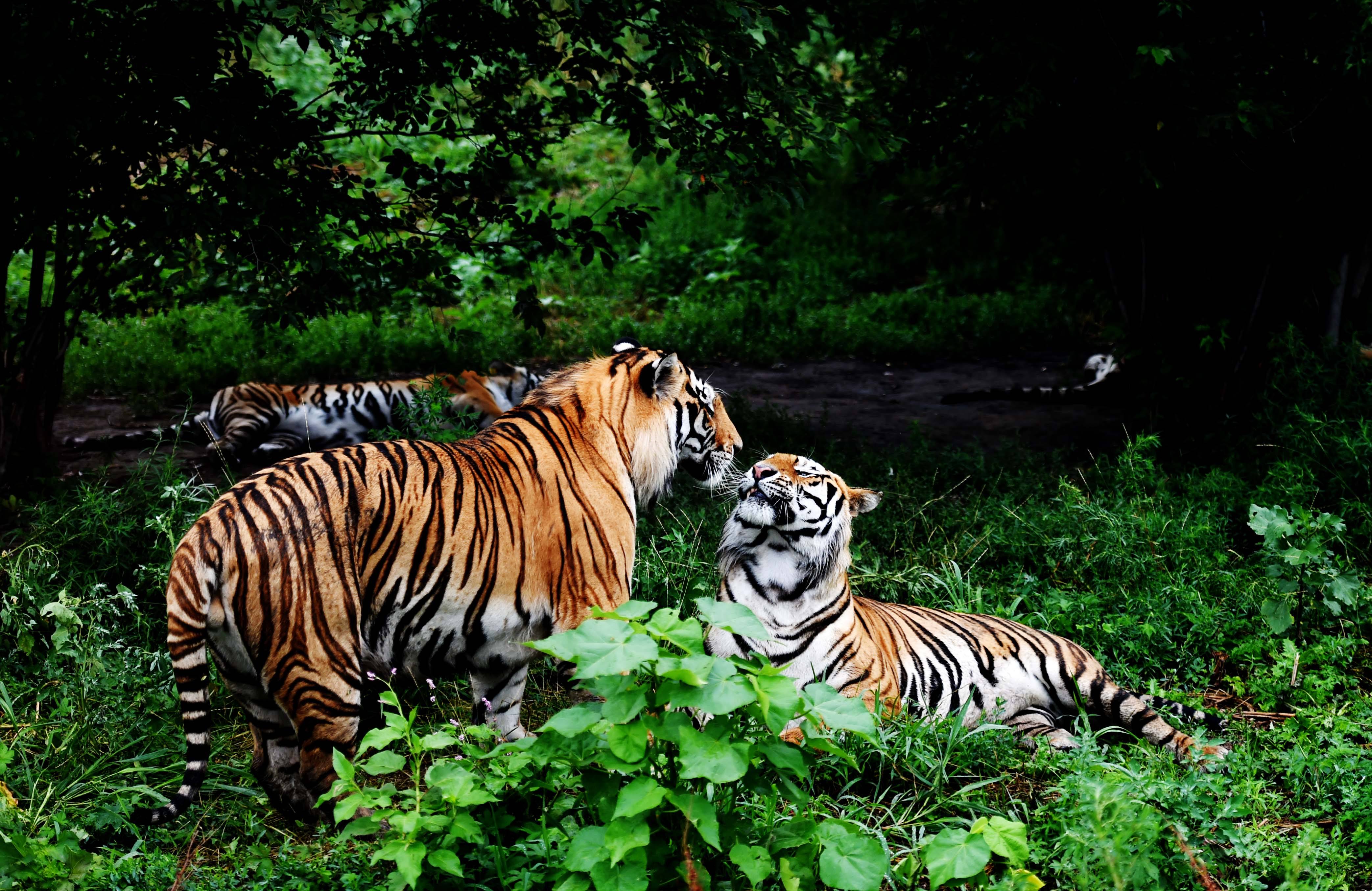 哈尔滨长白山旅游攻略团游,夏季哈尔滨长白山旅行攻略