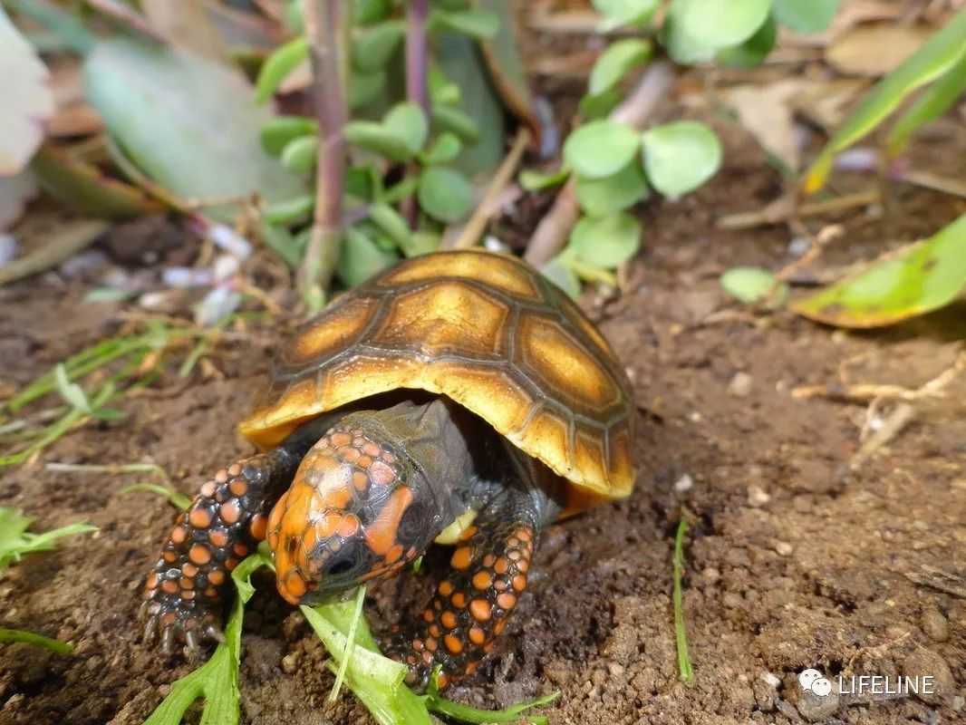 红腿陆龟怎么养活,新手养红腿陆龟准备什么