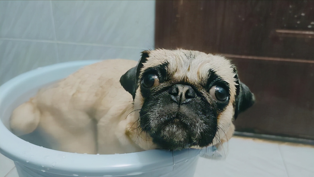 巴哥犬科普小知识,巴哥犬的五大优点和缺点