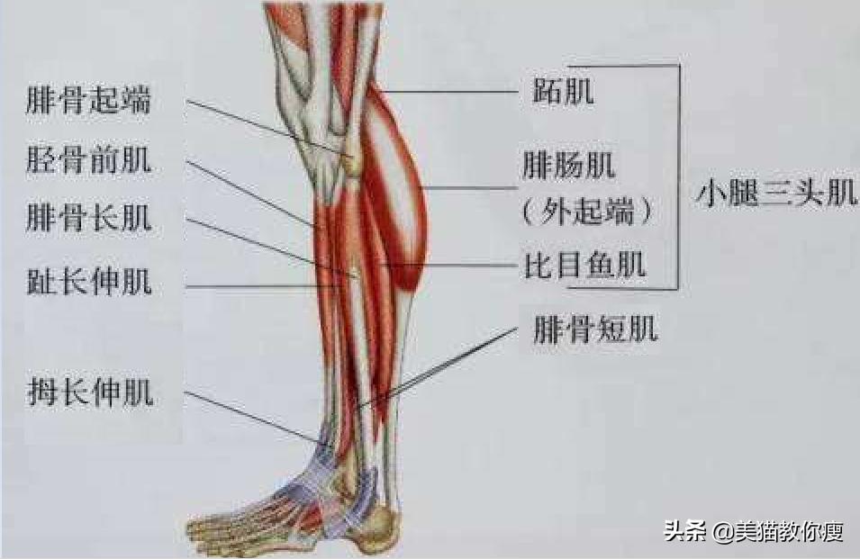 小学生肌肉腿怎么瘦成筷子腿,三天肌肉腿瘦成筷子腿
