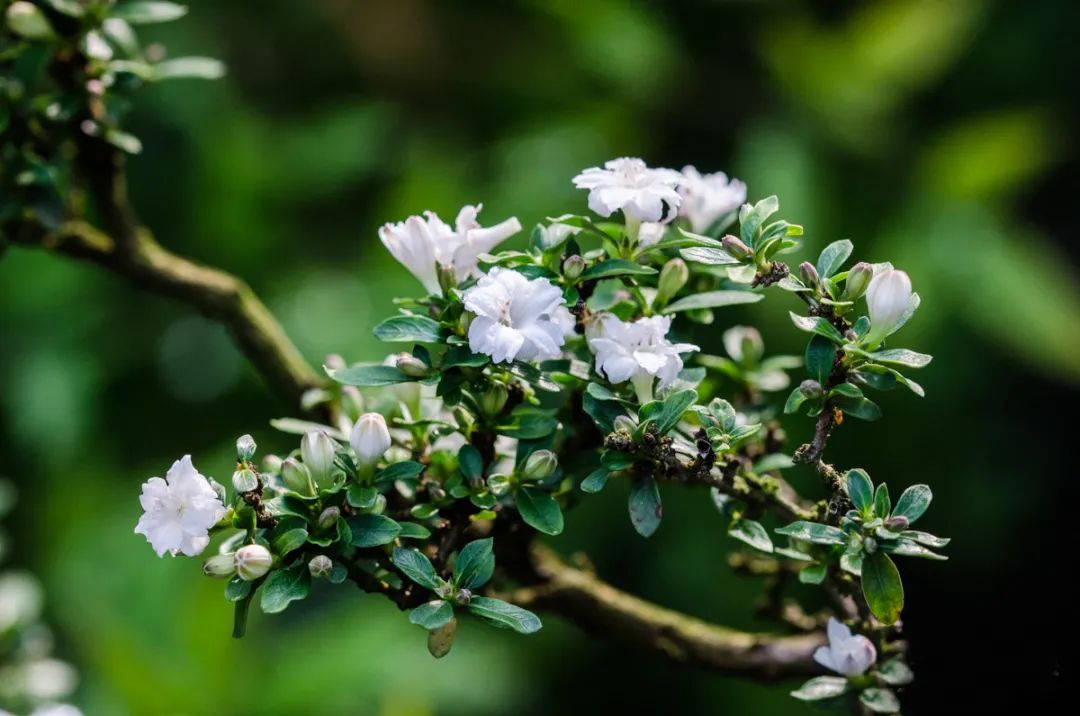 六月雪悬崖桩小盆景,最大的六月雪树桩盆景是什么