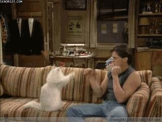 新手养猫第一天猫咪害怕怎么办,新手铲屎官养猫知识