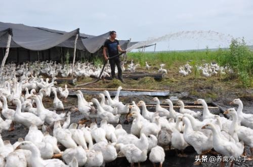 养鹅技术新手入行,新手如何入行养鹅