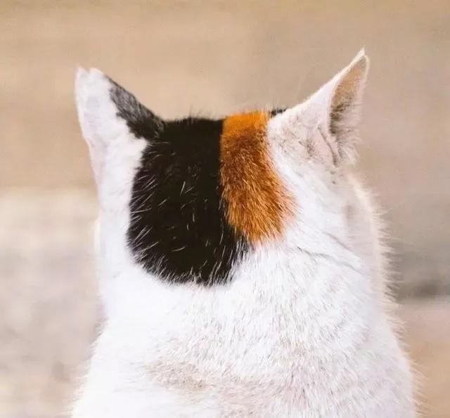 盘点二次元猫咪 (可爱二次元猫咪大全)