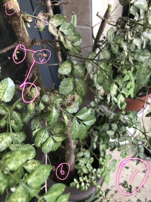 盆景白蜡叶子发黑什么原因,白蜡盆景发黄