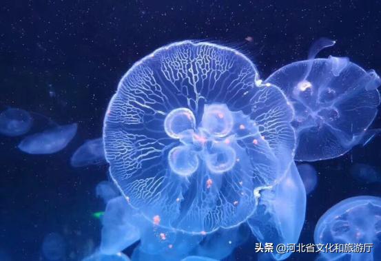 海洋公园特价35元起,快来唤醒来自世界各地的海洋居民吧!