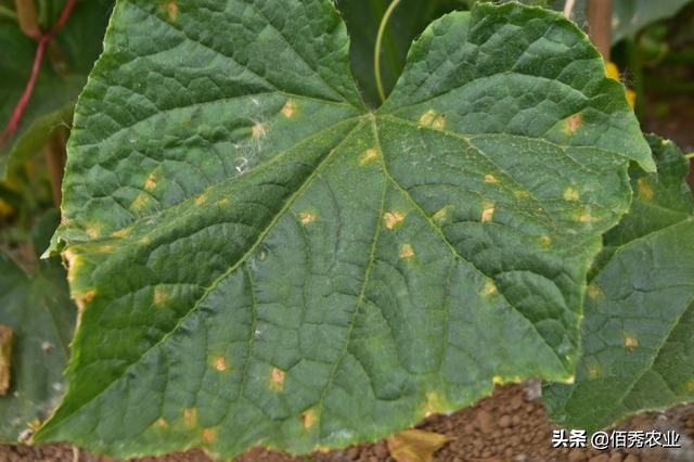 黄瓜种植过程中有哪些病虫害,种植黄瓜应该注意哪些病虫害